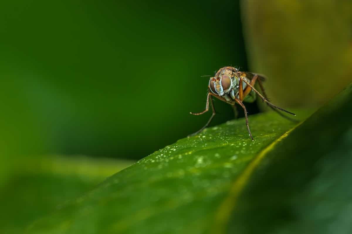 bébé  anti-moustique